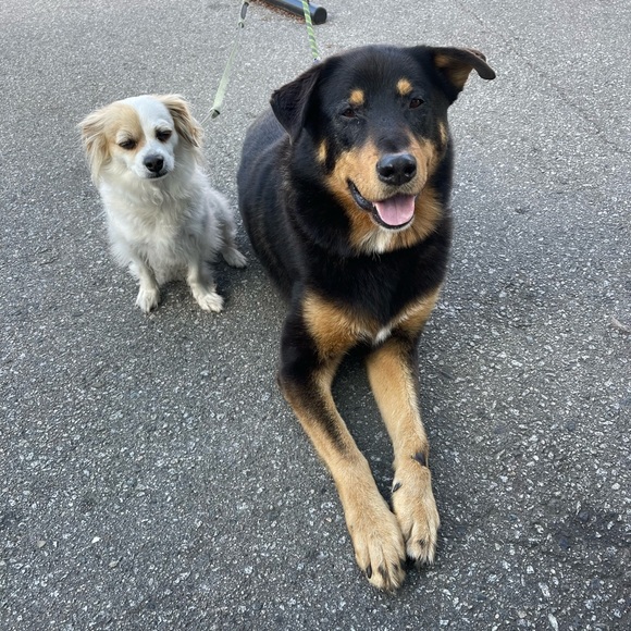 Meet your Posher, Tracy - Picture 2 of 3